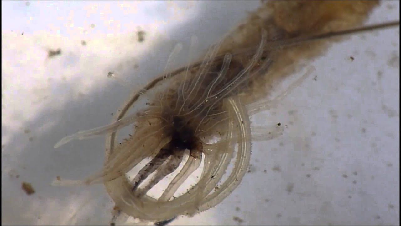 Rat Tailed Maggot With Parasite Attached To Anus Youtube