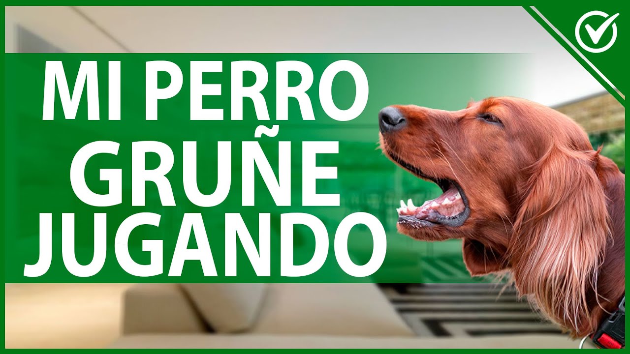 Como hacer que mi perro no juegue mordiendo