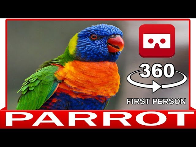 360° VR 4k - PARROT IN YOUR HAND 