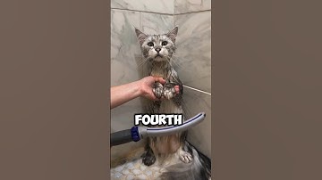 😸 5 Calming Bath Tips for Cats Who Hate Water 🚿 #cat