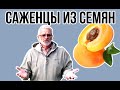 Плодовые деревья из семян / Как вырастить семенной подвой / Игорь Билевич