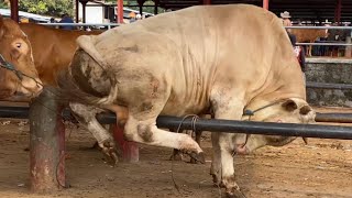 Download Lagu KUMPULAN SAPI NGAMUK TERBARU SEREM MP3 Download Lagu KUMPULAN SAPI NGAMUK TERBARU SEREM MP3