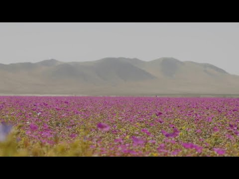 Chile crea parque