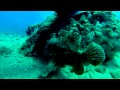 Best of Maui Diving - August 2014