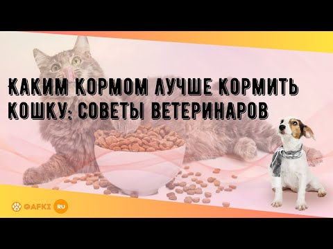 Каким кормом лучше кормить кошку: советы ветеринаров