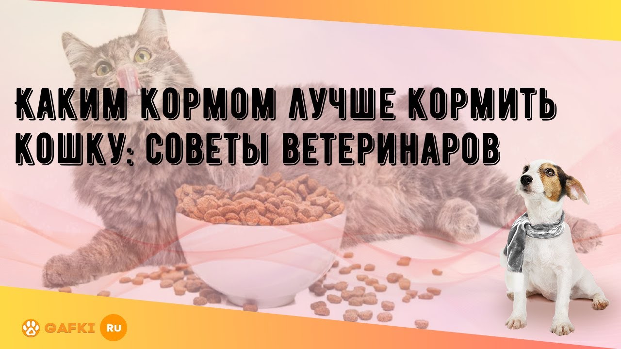 Каким кормом лучше кормить кошку: советы ветеринаров - YouTube