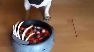 ПРИКОЛЫ С ЖИВОТНЫМИ ! 👻🍛🐕 Дайте же наконец поесть...