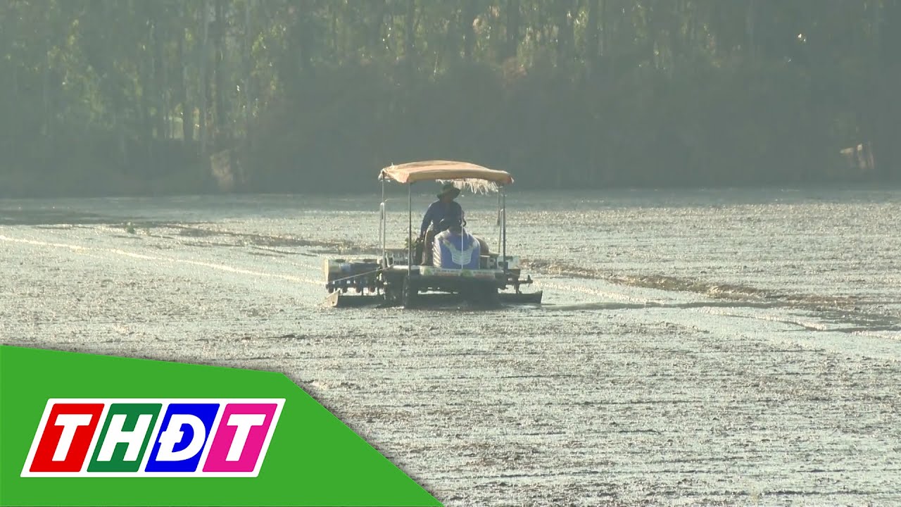 Kỹ thuật bón vùi phân trong canh tác lúa | Kiến thức nông nghiệp - 11/1/2026 | THDT