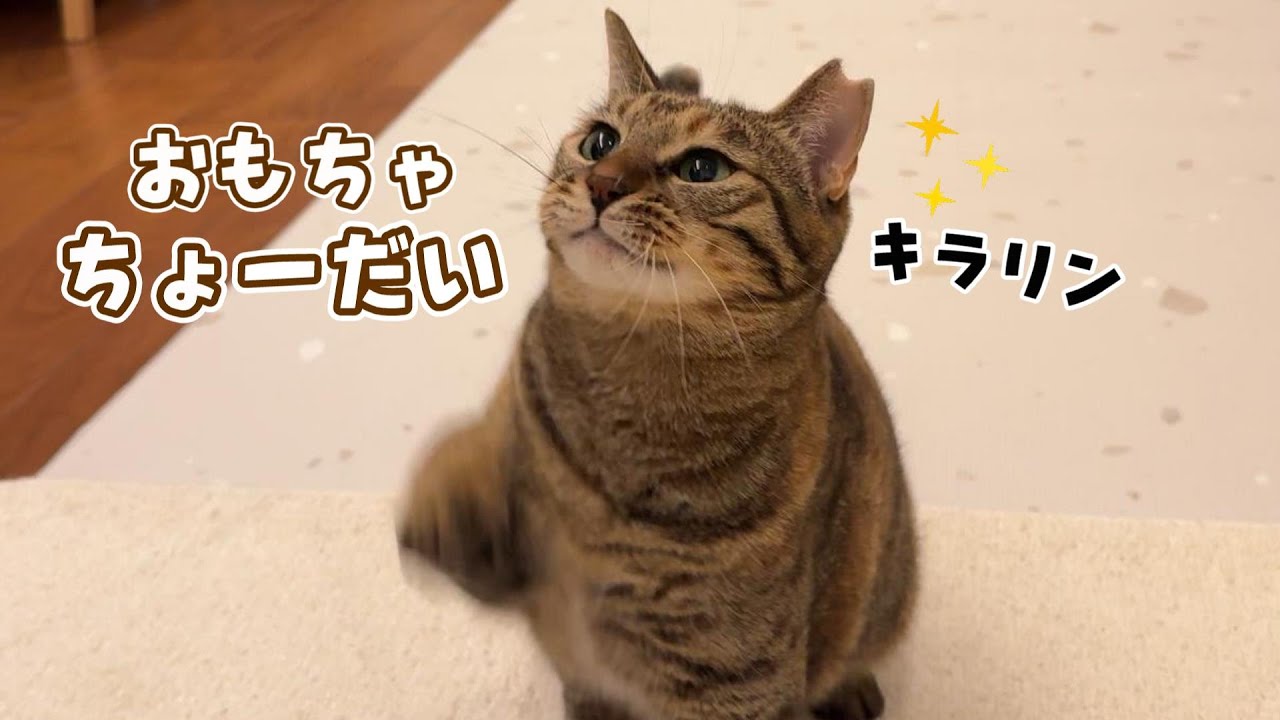 ♯Iui19JTもふもふスマホの猫全3種 ♯Iui19JTもふもふスマホの猫全