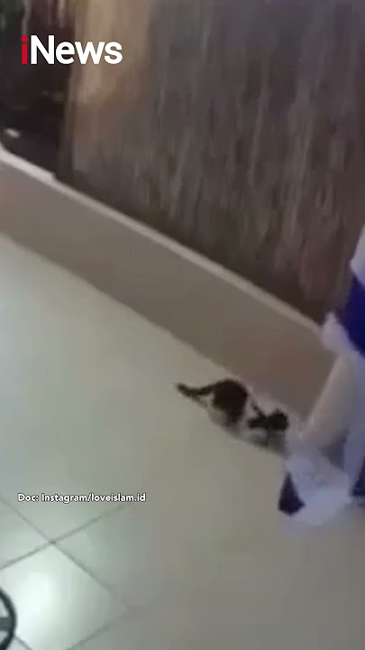 Setelah Burung Gagak, Giliran Kucing yang 'Turunkan' Bendera Israel #Shorts