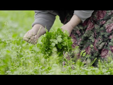 #მევქმნი | ჰერბია