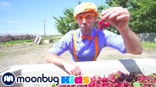 Blippi Explores a Cherry Farm! | Learn about Heathy Snacks | Blippi | Moonbug Kids