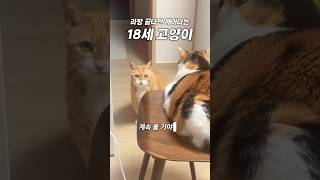 판 깔아주면 말을 안하고 새벽에만 입터지는 말 많은 18세 장수고양이 #neko #고양이 #cat