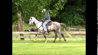 TWH reg. gray gelding