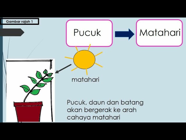 Tumbuhan Bergerak Balas Terhadap Rangsangan