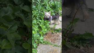 Garden Gremlins #strawberries #puppies #morkies #wholesome #gardening #funnydogs #harvest #dogshorts
