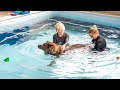 Boss&#39; Story: Canine Hydrotherapy with Endless Pools®