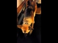 Off leash on treadmill with Stella - update Off leash on treadmill with Stella - update