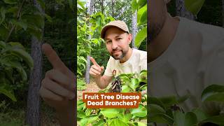 Fruit Tree Disease - Fireblight #shorts #fruittrees #orchard #gardening #pruning #growyourownfood