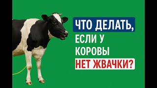 Что делать если у коровы пропала жвачка и насколько это опасно для здоровья коровы