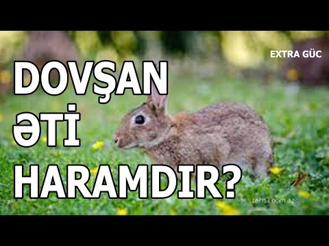 Video: Ət üçün hansı dovşan?