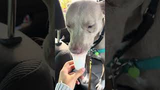 Meet 77875A Idaho - Adoption Ambador A Terrier, American Staffordshire Currently Available For Ad