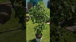 Шелковица плакучая на штамбе Pendula (цена - 8000р)