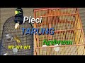 Pleci Tarung Saling Nembak Cocok Untuk Melatih Mental Pleci Anda Mp3 - Mp4 Download