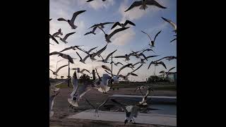 Seagull's in Port Lavaca.