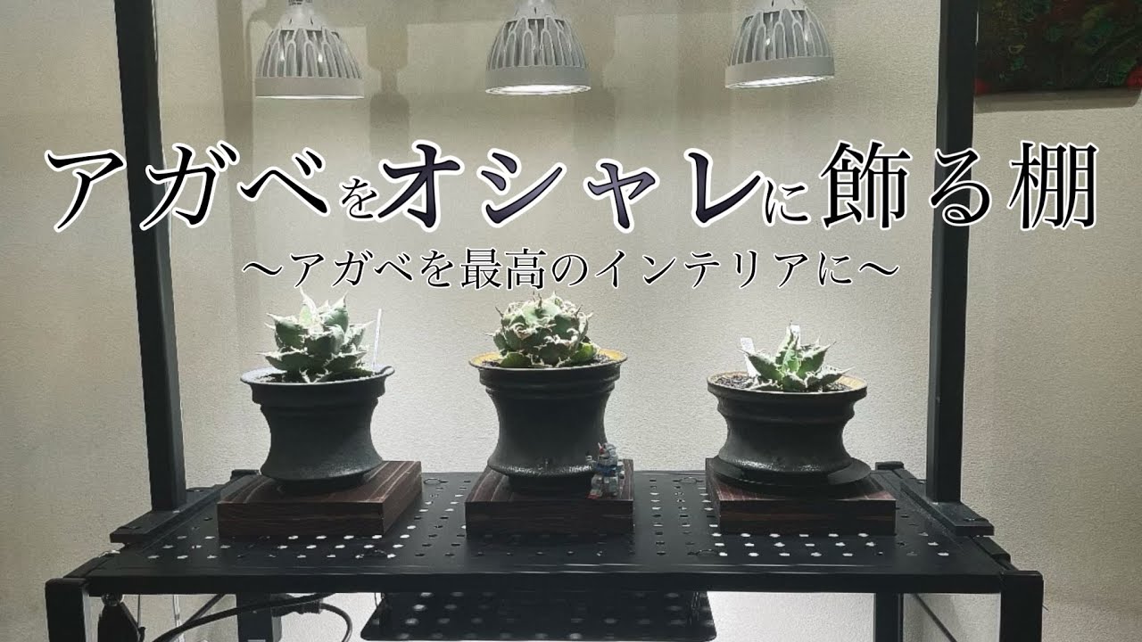 Agave] We will make a shelf that will make your agave look stylish