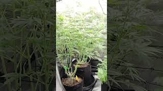 Kush Royal Skywalker By Rqs - Flowering Stage Indoor Grow