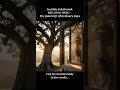 Lucidity Sub-Branch: THE LONG VIEW — The Quiet Gift Of Ordinary Days (Sample track)