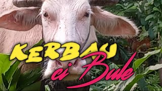 Perjalanan Menuju Tempat Ngaping Kerbau