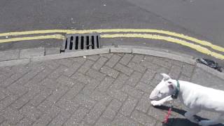 My First Walk With Jynx - English Bull Terrier Puppy