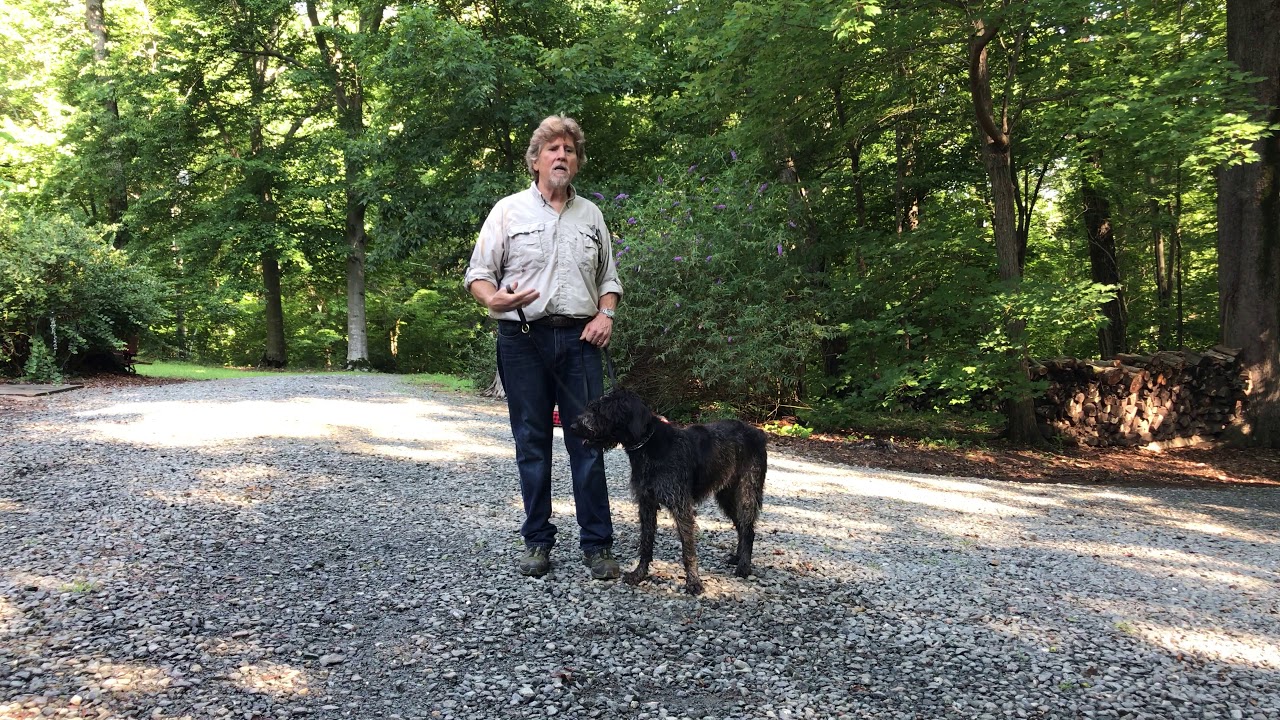 German WireHaired Pointer Puppy Training | Charlotte NC | Izzy - YouTube