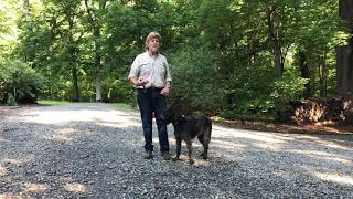 German WireHaired Pointer Puppy Training | Charlotte NC | Izzy