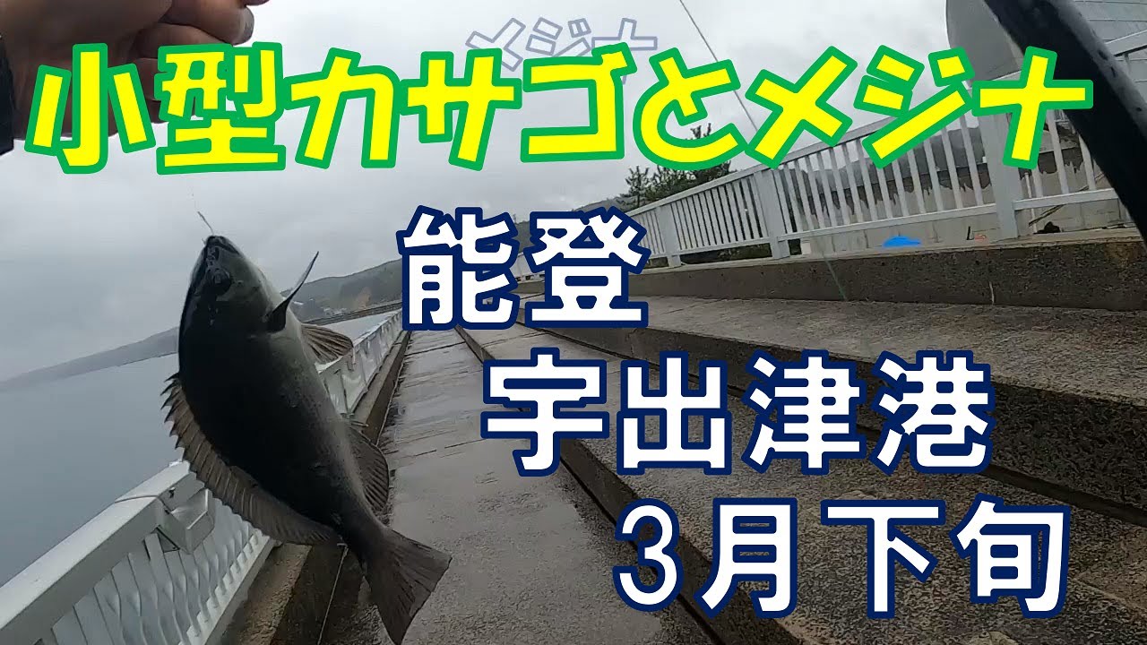 Small Scorpionfish and Largescale Blackfish at Ushitsu Port in