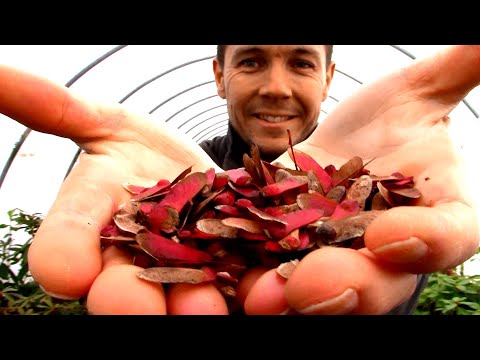 How To Germinate Japanese Maple Seeds | A New Experiment