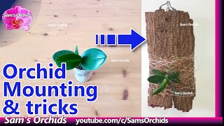 Orchid mounting & some  tricks  【???????????? ????????? subsp. ????????? 'Dawu Mountain'】