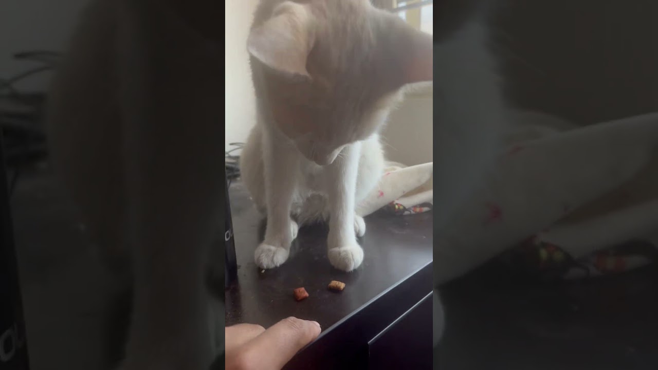 Minmin’s day 🐈💕! 