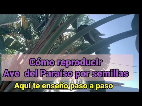 REPRODUCCION DEL AVE DEL PARAISO POR SEMILLAS PASO A PASO. - YouTube