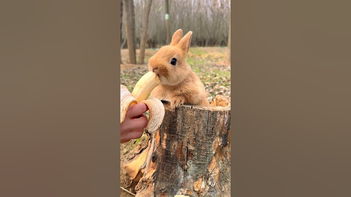 The little rabbit who loves to eat bananas Cute pet debut plan Rabbit Pastoral cute pet
