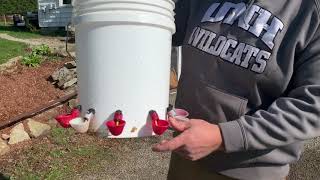 Splitting Chickens Backyard Homestead