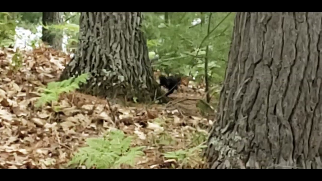 Rudy's Riots- Black squirrel on Little St. Germaine. 7/19/2023