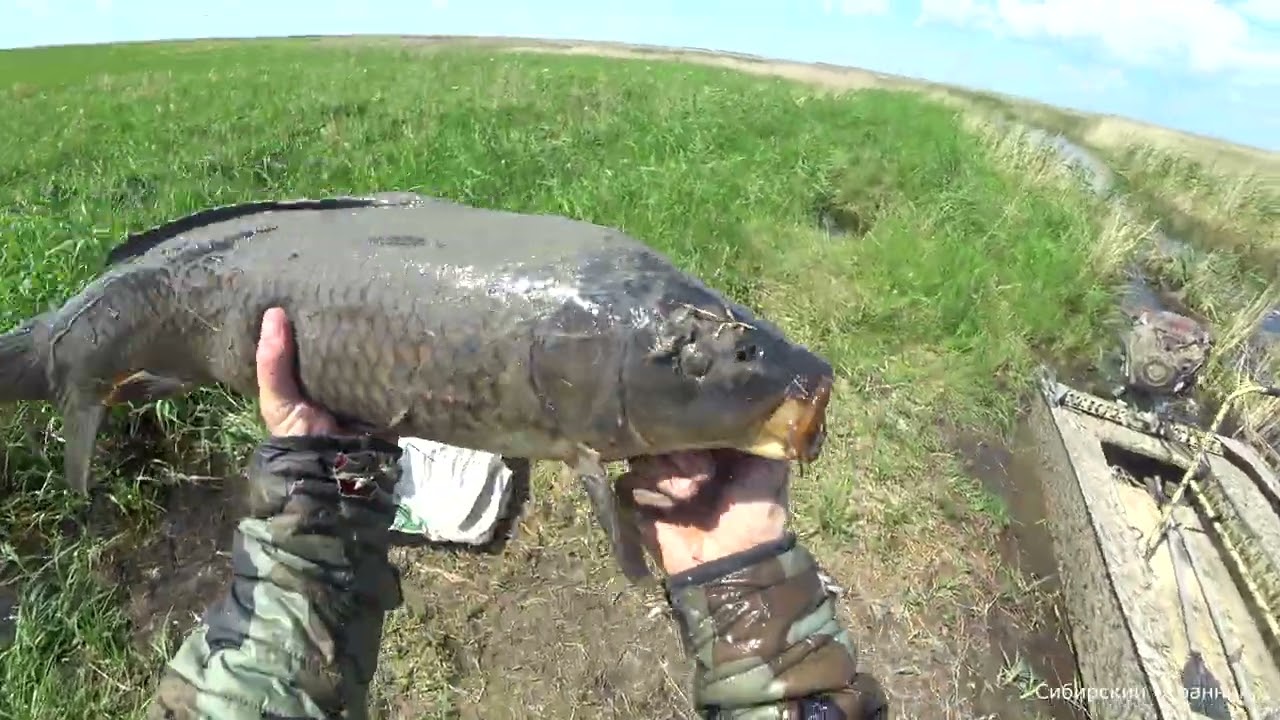 Они разорвали моего паука. Рыбалка в дикой Сибири.