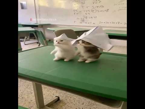 Cool 😎 Cats 🐈 #shorts