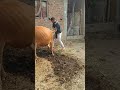 #shortvideoviral