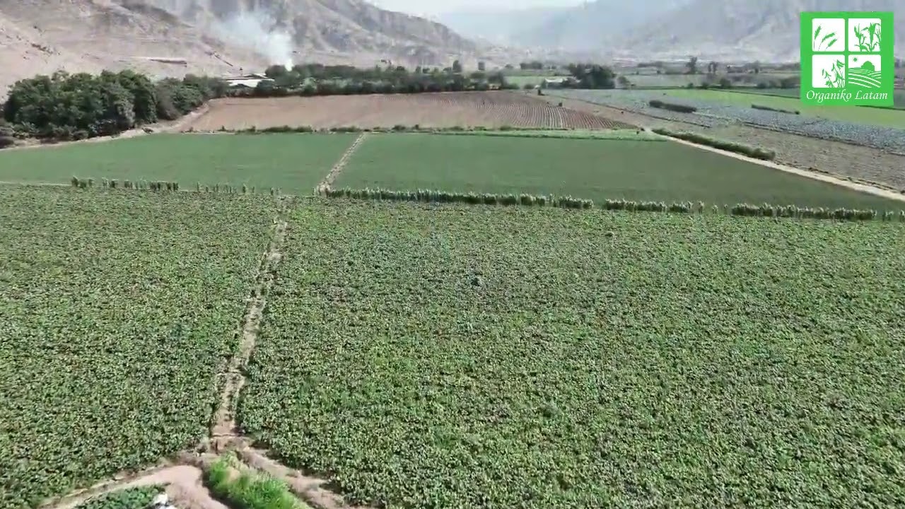 Cultivo de Fresas en Perú con el Potenciador Crop Booster
