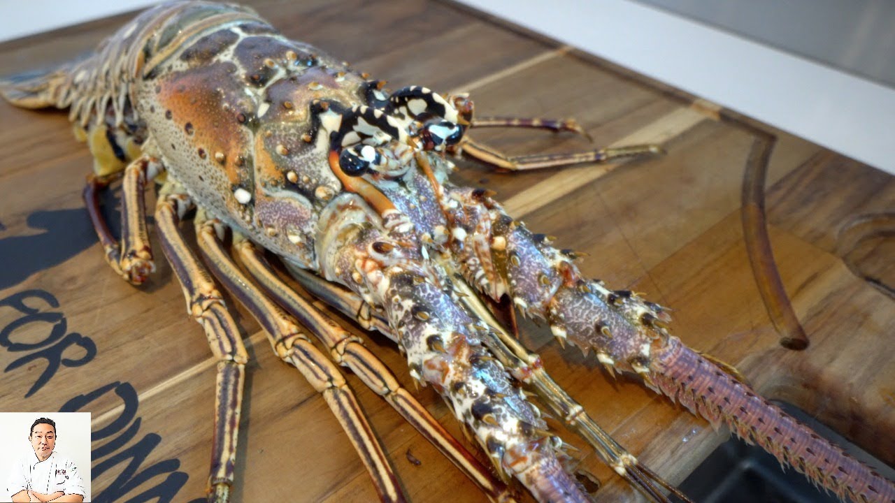 GRAPHIC Catch Clean Live Conch and Lobster Deer Meat For Dinner