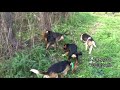 Skyview's Beagles Northern WV Beagle Club SPO Trial Sept 29th 2018